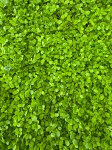 Lettuce Microgreens