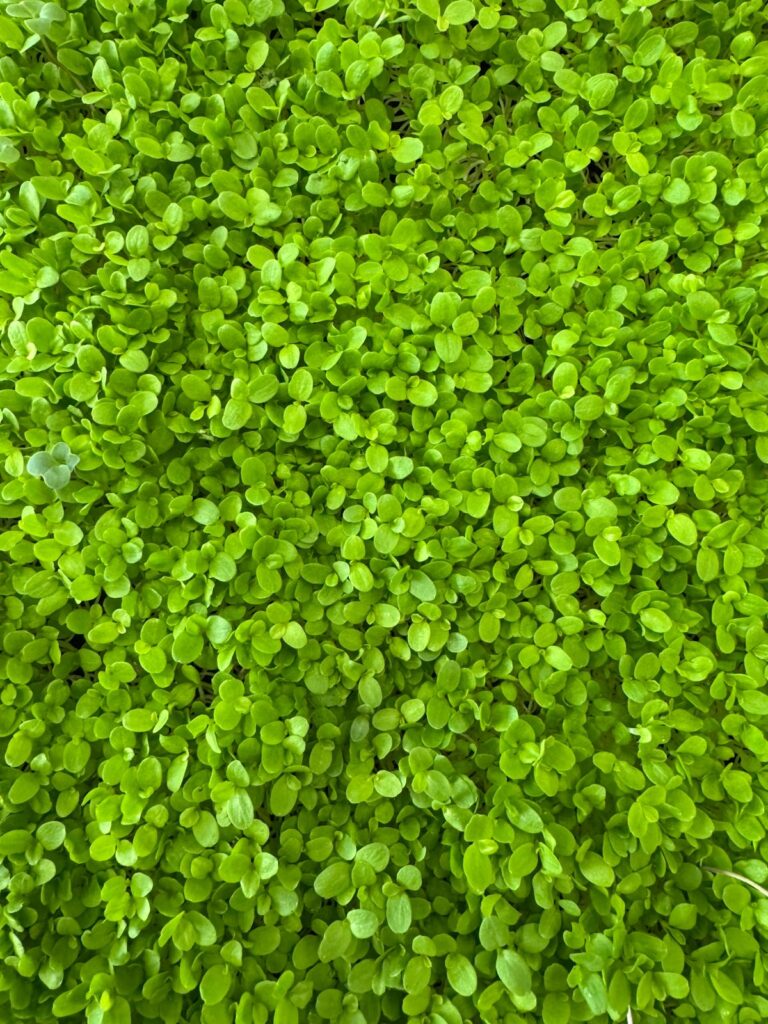 Lettuce Microgreens