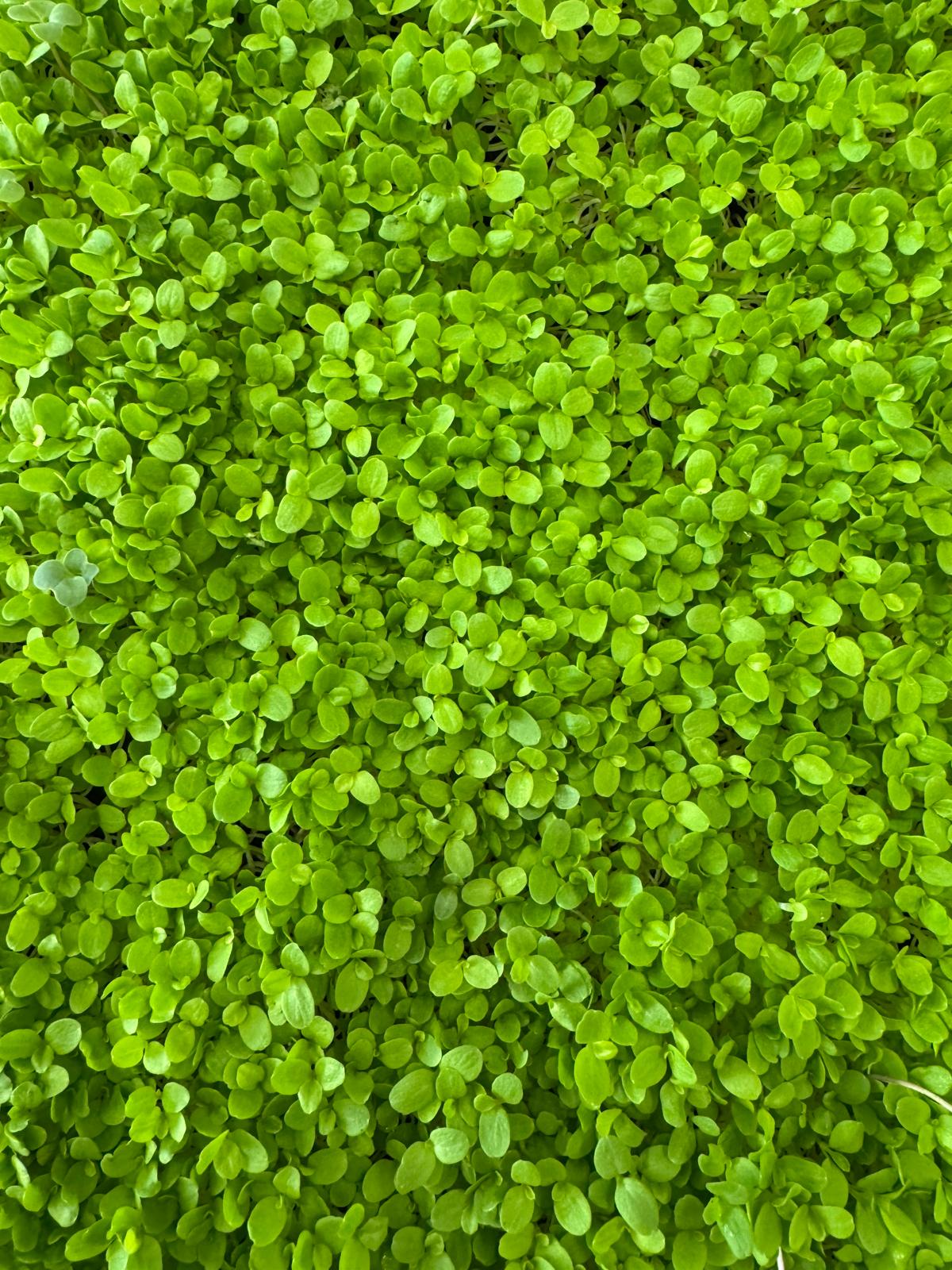 Lettuce Microgreens
