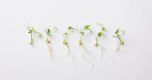 microgreens varieties