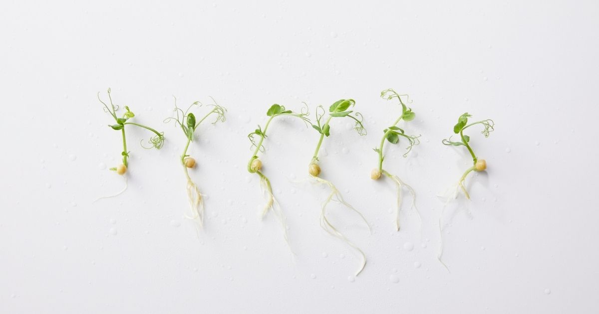 microgreens varieties