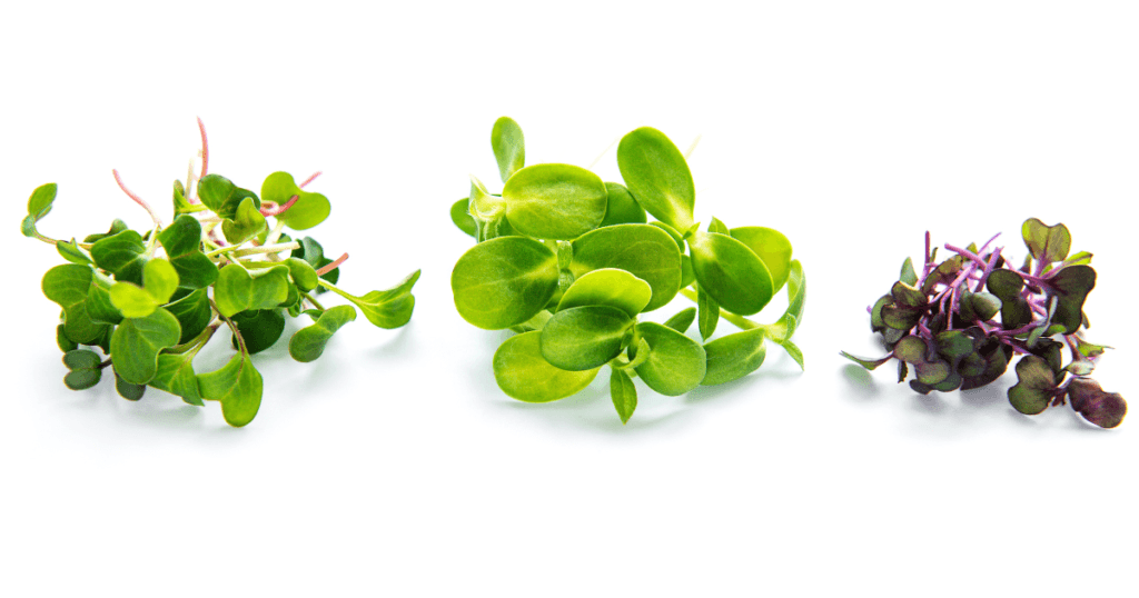 Radish, sunflower and red radish microgreens in three piles on white, the harvest a free microgreens course leads to
