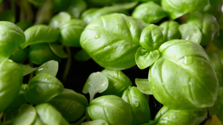 Close-up of basil microgreens with rounded green leaves and water droplets