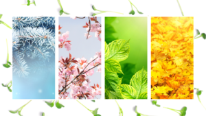 how to use microgreens according to the season