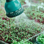 Teal watering-can rose spraying a fine mist over a dense tray of red-stemmed green seedlings, with more trays alongside