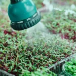 Teal watering-can rose spraying a fine mist over a dense tray of red-stemmed green seedlings, with more trays alongside