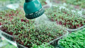 Teal watering-can rose spraying a fine mist over a dense tray of red-stemmed green seedlings, with more trays alongside
