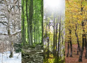 The same beech woodland shown in four vertical seasonal panels: snow-covered bare trunks, fresh green summer canopy over mossy rocks, backlit trees turning gold, and autumn yellow leaves above a brown leaf floor