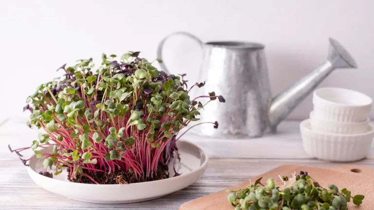 antioxidant radish microgreens