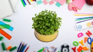 Tin can packed with green seedlings at the centre of a white desk ringed by school supplies: rulers, pencils, paints, alarm clock and foam letters