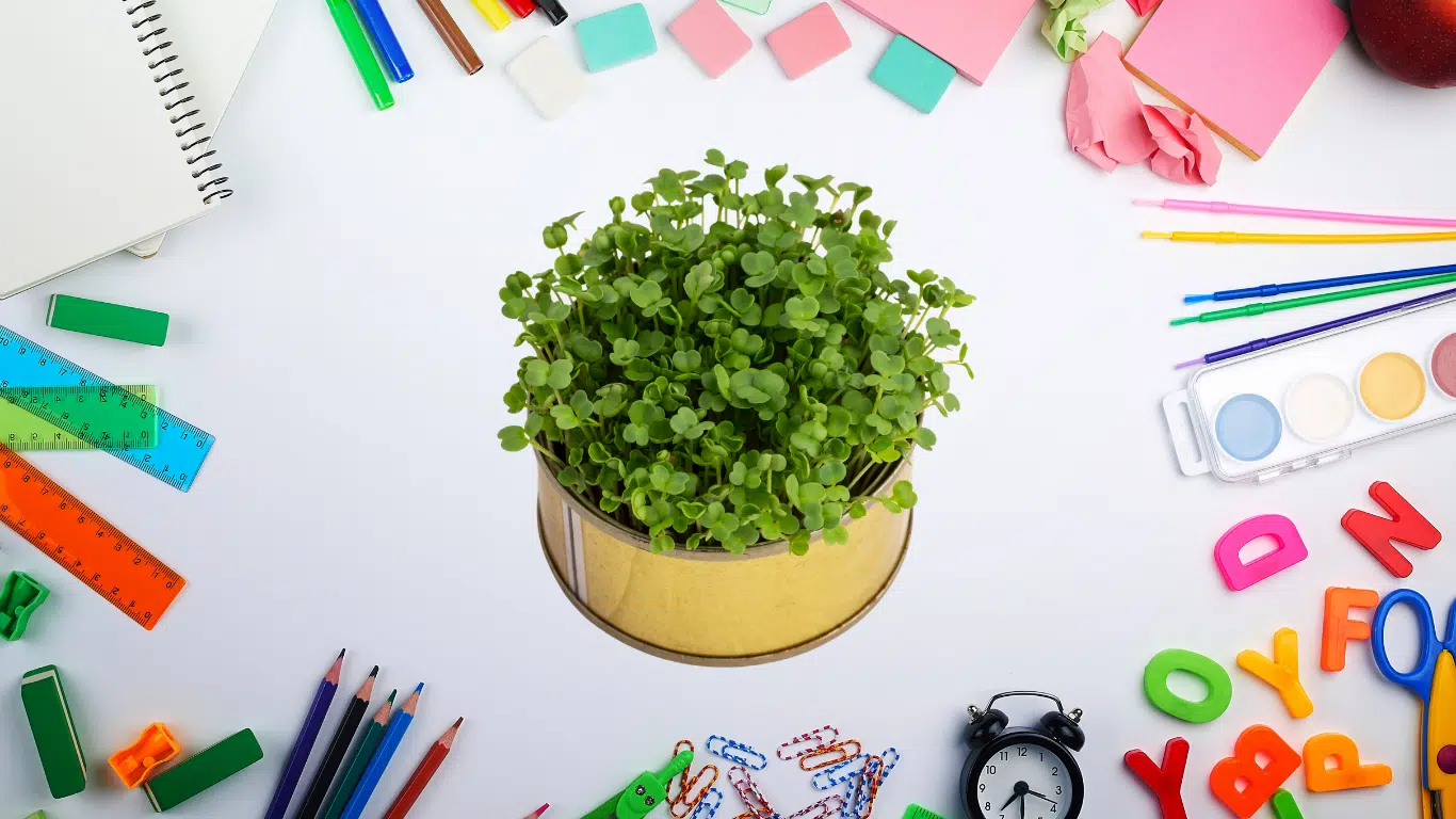 Tin can packed with green seedlings at the centre of a white desk ringed by school supplies: rulers, pencils, paints, alarm clock and foam letters