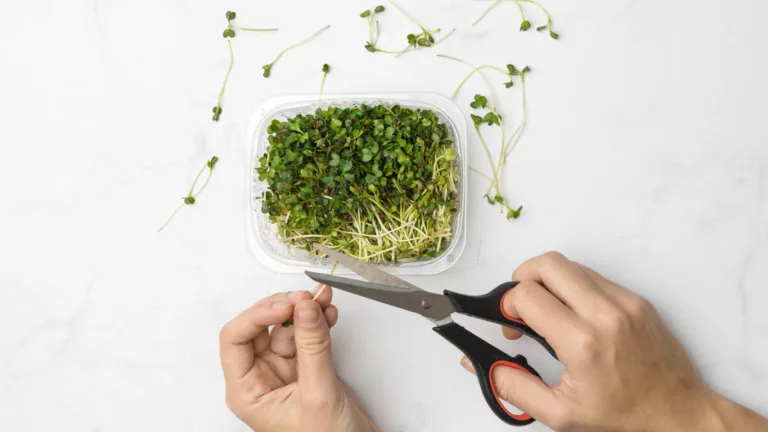 Overhead view of hands using kitchen scissors to snip green shoots from a clear plastic punnet, cut sprigs scattered on white marble