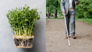 microgreens experience for blind people