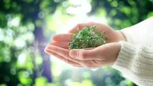 Cupped hands in a white knit sweater holding a small clump of green seedlings, sunlit foliage blurred behind