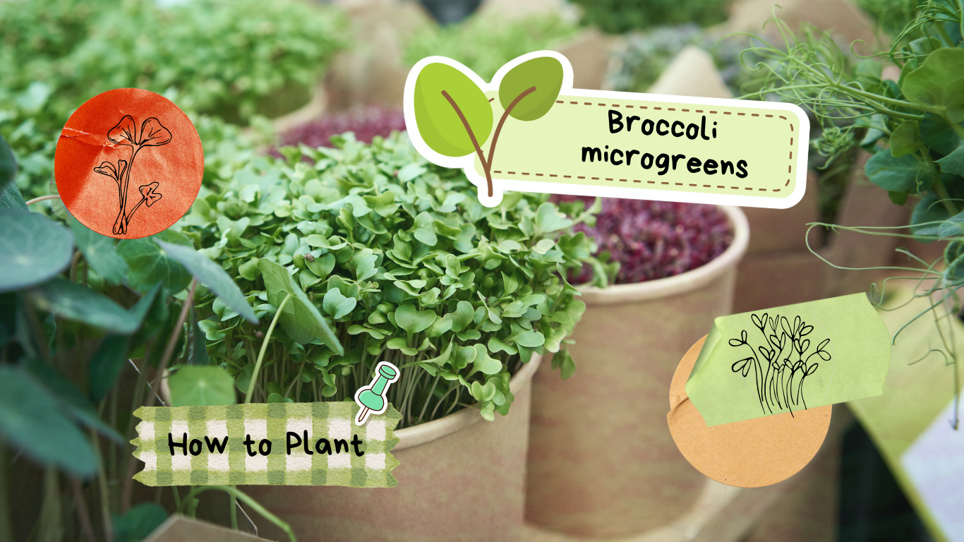 broccoli microgreens