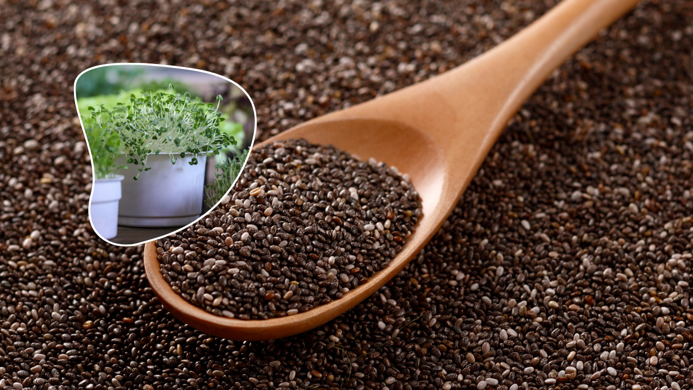 chia microgreens
