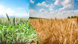 Split comparison: dense green seedlings with round cotyledon leaves on the left, a ripe golden wheat field under blue sky on the right