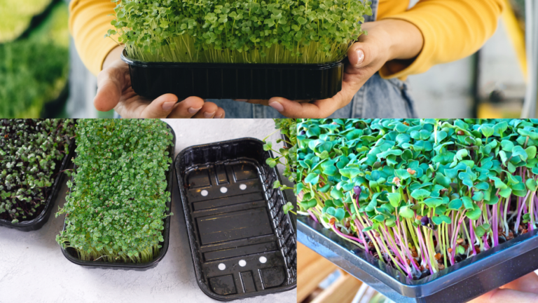 tray for microgreens