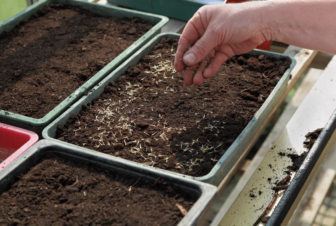 Hand scattering pale slender seeds by hand across dark compost in a green plastic seed tray, with more soil-filled trays on a potting bench alongside
