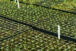 Rows of black modular seedling trays filling the frame, each soil-filled cell holding a tiny two-leaf green seedling, with white plant labels pushed in between the trays
