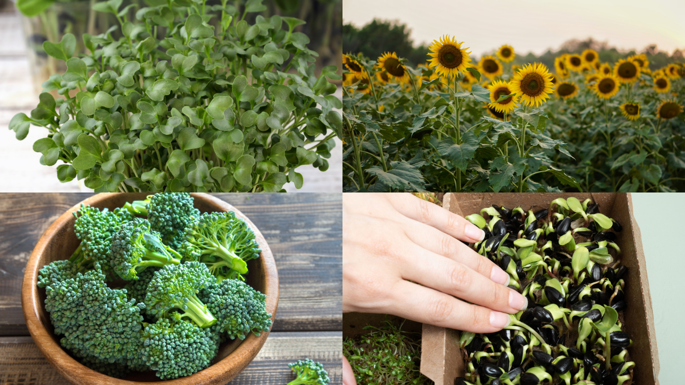 microgreens vs mature versions