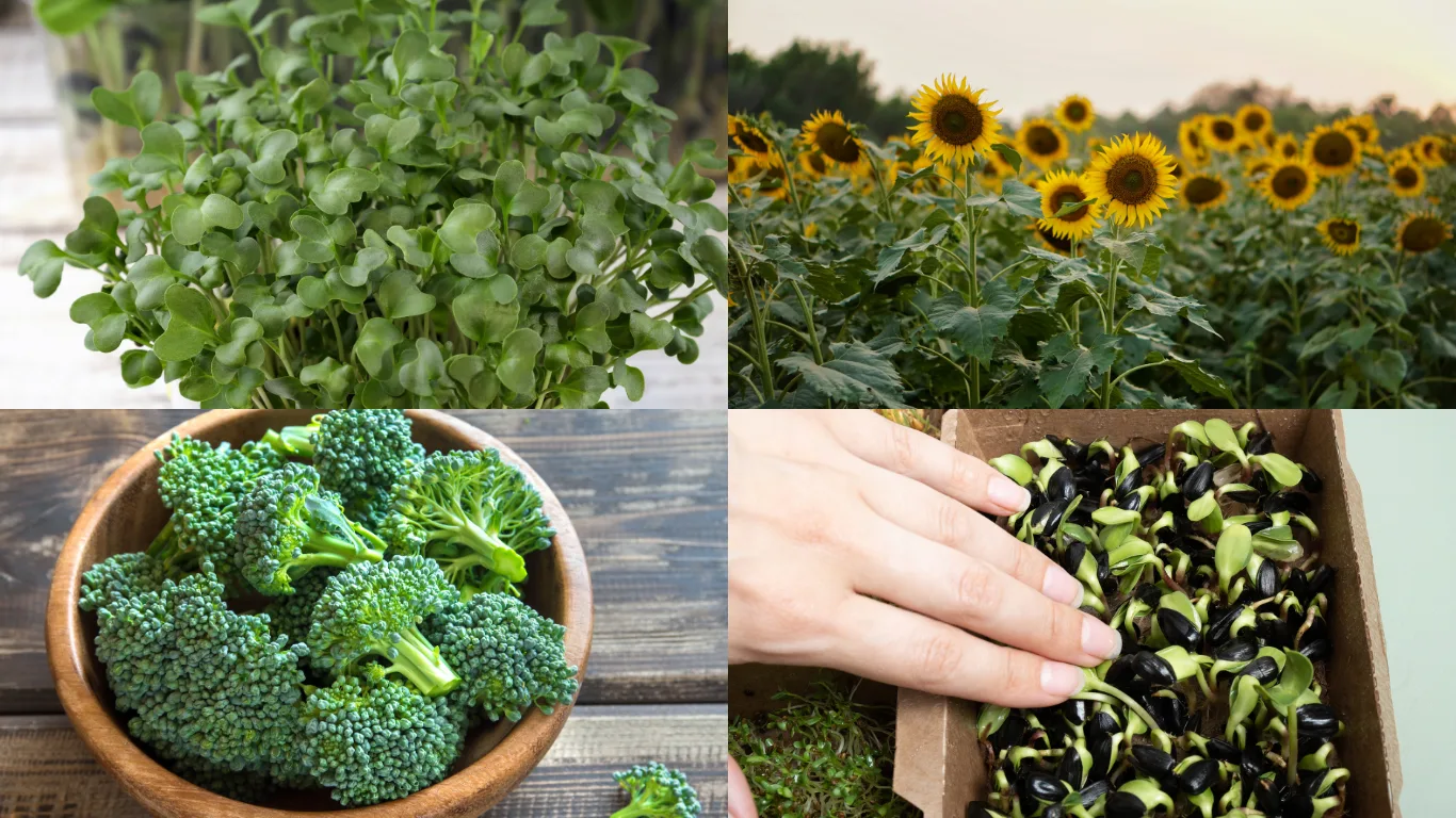 microgreens vs mature versions