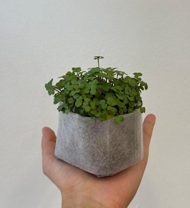 A hand holding a small grey fabric grow bag packed with harvest-ready broccoli microgreens against a white wall