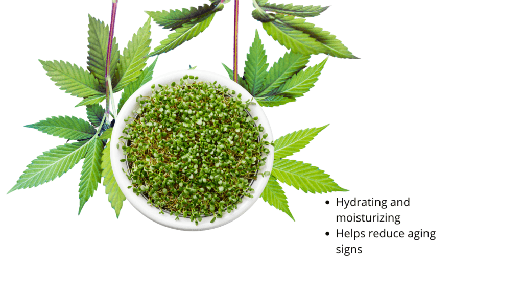 White bowl of dense hemp microgreens framed by mature hemp leaves, captioned hydrating and moisturizing and helps reduce aging signs. That overlaid caption is legacy marketing wording this article does not endorse.