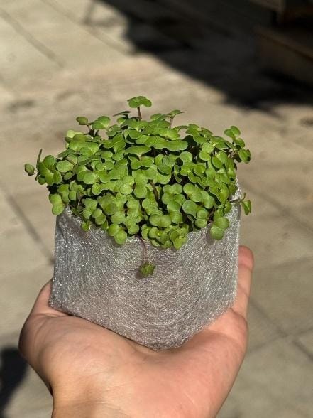 Hand holding a small grey fabric grow bag packed with dense green broccoli microgreens, outdoors in sunlight