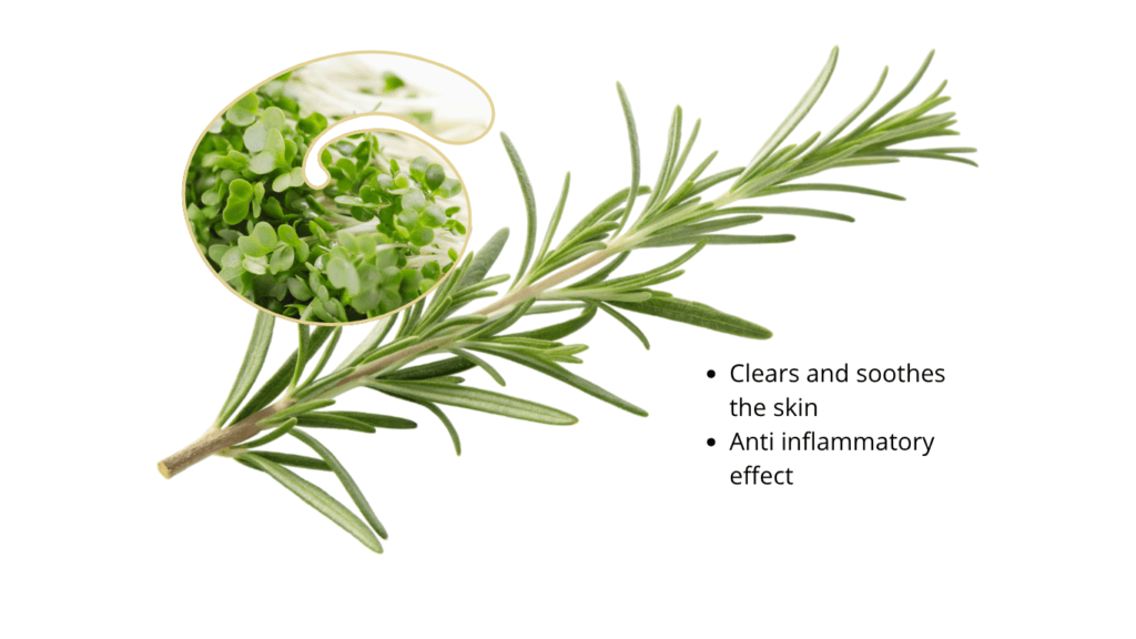 Sprig of mature rosemary beside a spiral-shaped inset photo of rosemary microgreens, captioned clears and soothes the skin and anti-inflammatory effect. That overlaid caption is legacy marketing wording this article does not endorse.