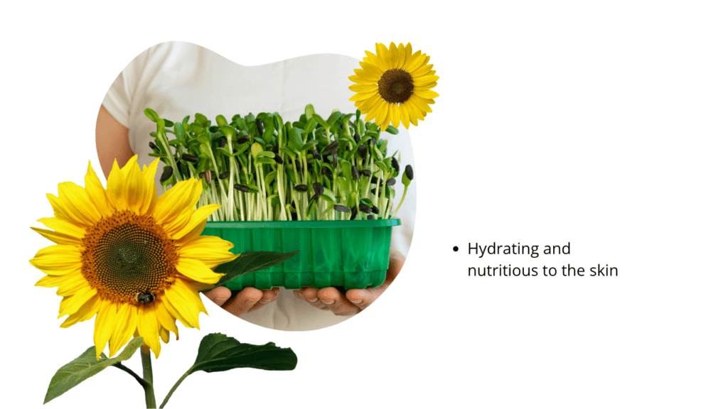 Person holding a green tray of sunflower microgreens with seed hulls still attached, beside two sunflower blooms, captioned hydrating and nutritious to the skin. That overlaid caption is legacy marketing wording this article does not endorse.