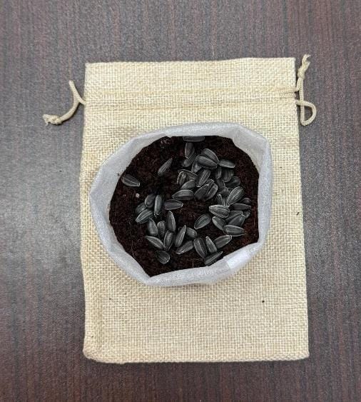 Top-down view of a jute bag lined with dark moist substrate, sunflower seeds spread evenly across the surface without being buried