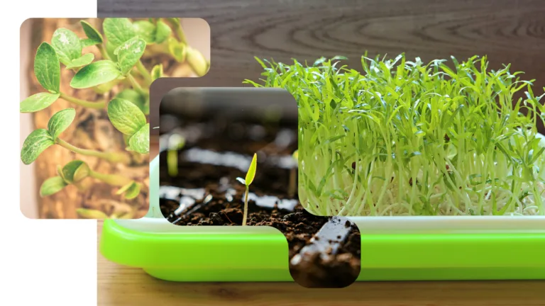 Three-panel collage of growing methods: shoots rooted in coir fibre, one seedling in dark soil, and a dense tray of green shoots