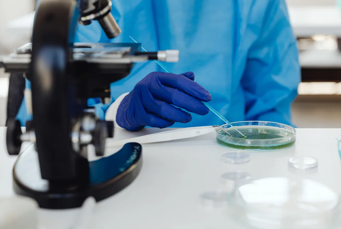 Researcher in a blue gown and purple nitrile glove drawing a sample with a fine pipette from a petri dish of green culture, next to a black microscope on a white lab bench