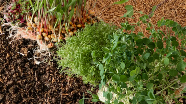 Close-up comparison of growing media: dark soil with rooted shoots, a fibre mat under fine cress, pea shoots on white pebbles, and brown coir