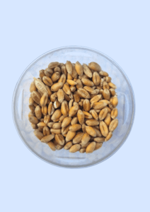 Wheat grains in a glass dish, golden and oval