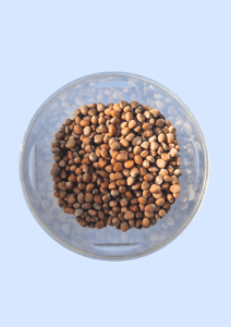 Radish seeds in a glass dish, round and reddish-brown