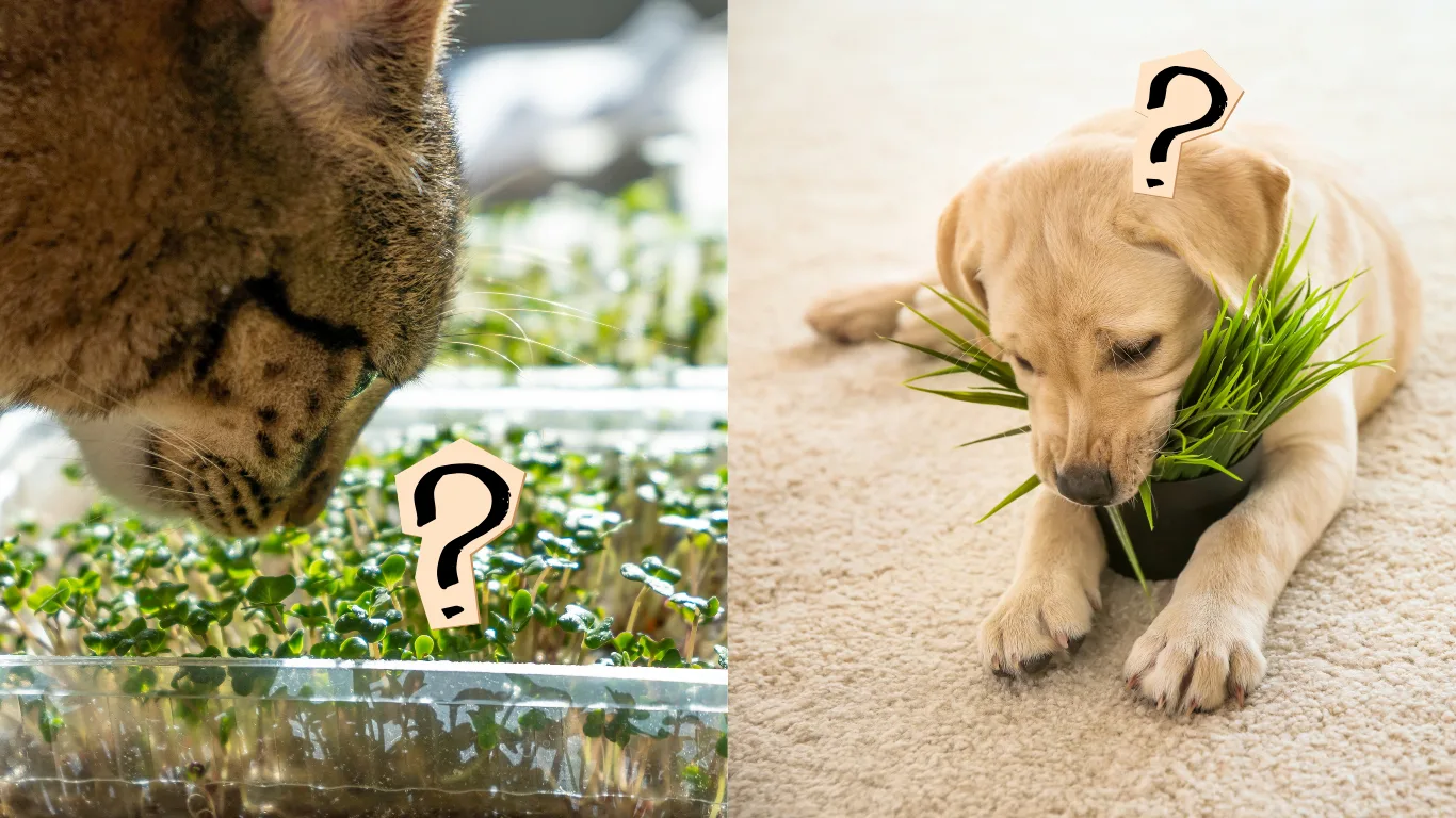 Two panels each marked with a question mark: a tabby cat sniffing a tray of green shoots, and a Labrador puppy chewing a pot of grass