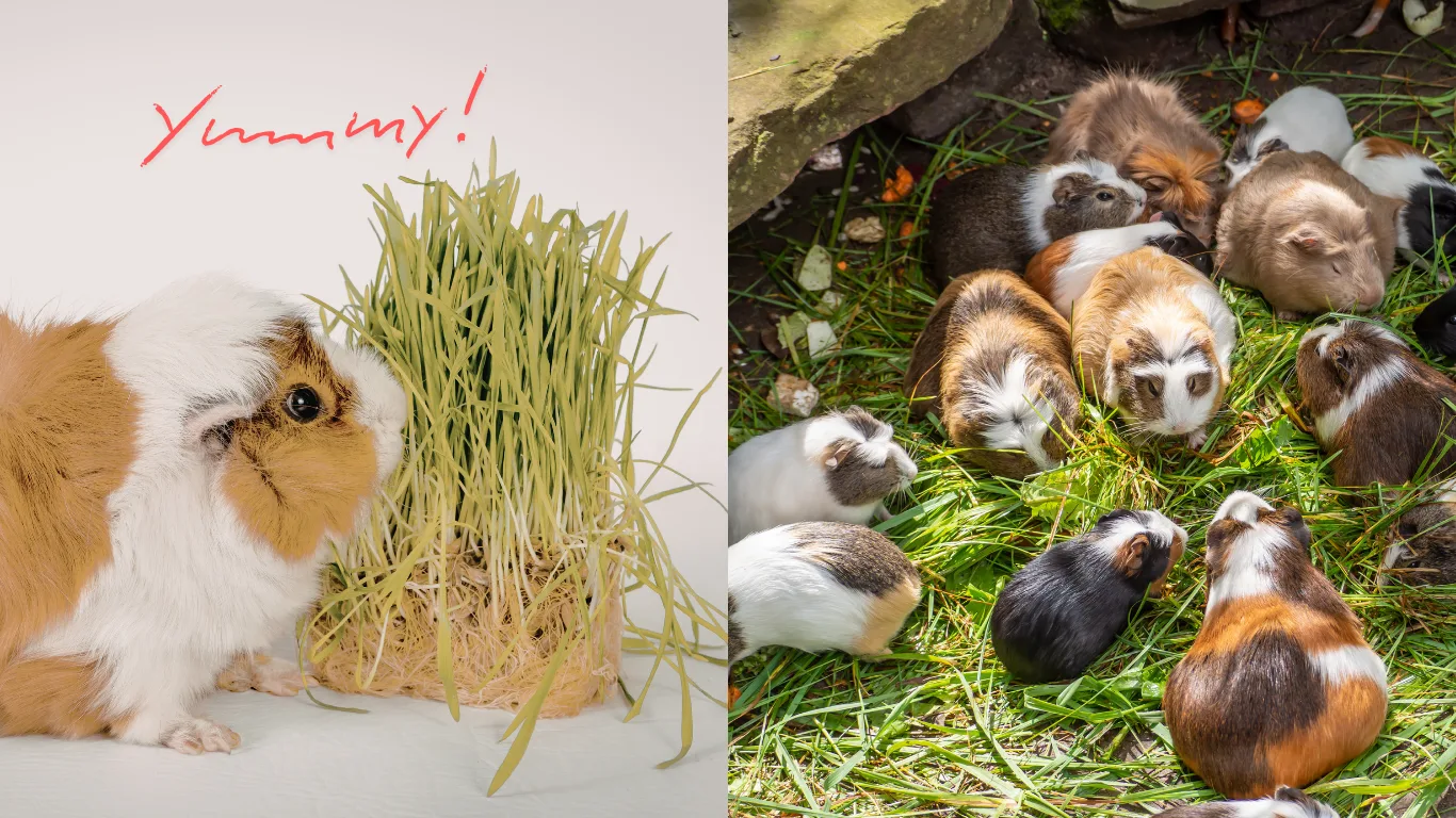 Two panels: a ginger-and-white guinea pig beside a clump of wheatgrass, labelled "Yummy!", and a group of guinea pigs grazing on grass outdoors