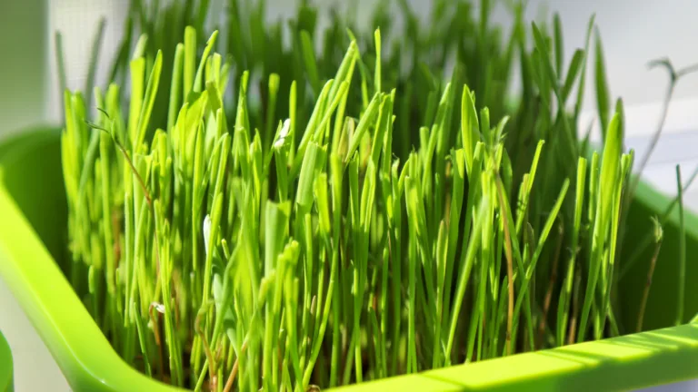 Tray of wheatgrass shoots, the crop most often meant when owners ask can hamsters eat microgreens