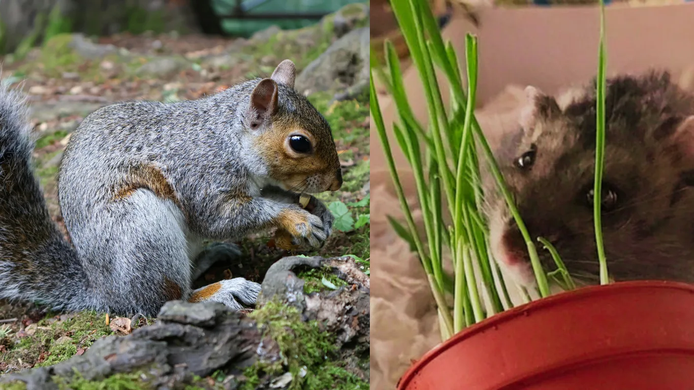 Two panels: a grey squirrel on mossy ground nibbling food held in its paws, and a dark rodent chewing grass shoots from a red pot