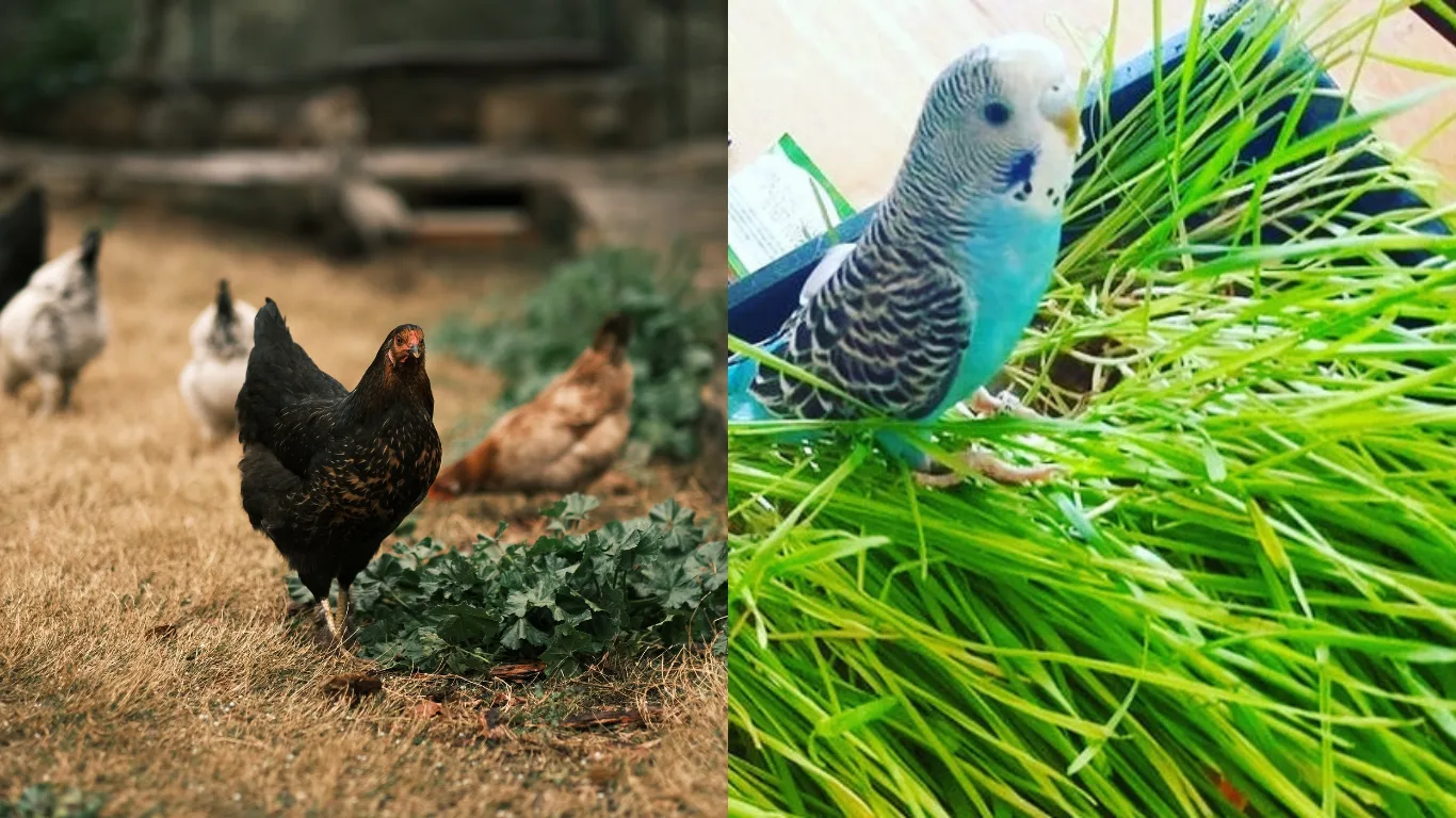 Two panels: hens foraging on dry ground beside a clump of green leaves, and a blue-and-white budgerigar perched at a dense tray of grass shoots.