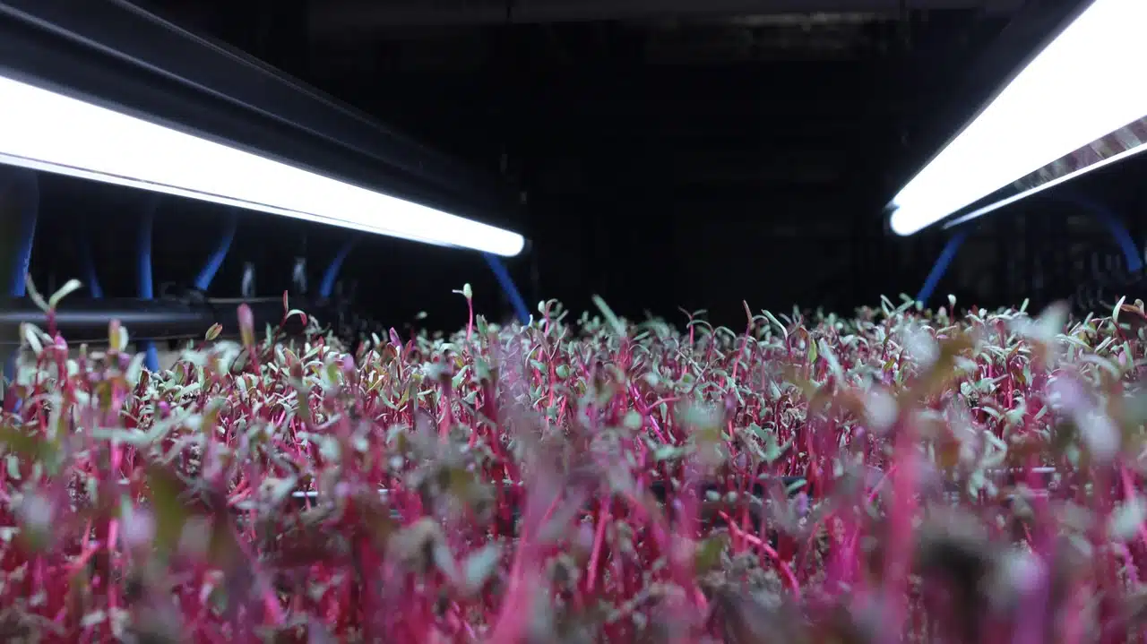 Dense bed of magenta-stemmed beet shoots seen at plant level beneath two bright fluorescent tubes in a dark indoor growing room