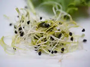 Close-up tangle of pale alfalfa sprouts with thin white stems and small black seed husks still clinging to them, on white