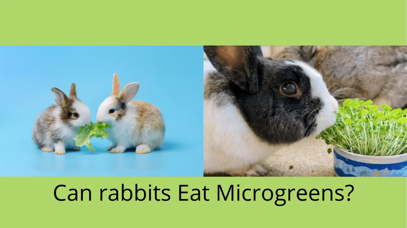Two-panel banner: baby rabbits nibbling a lettuce leaf, and a black-and-white rabbit sniffing a pot of shoots. Caption: "Can rabbits Eat Microgreens?"