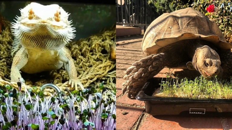 reptiles eating microgreens
