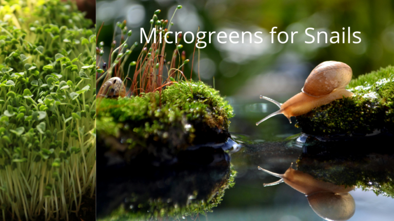 Transform your snails diet