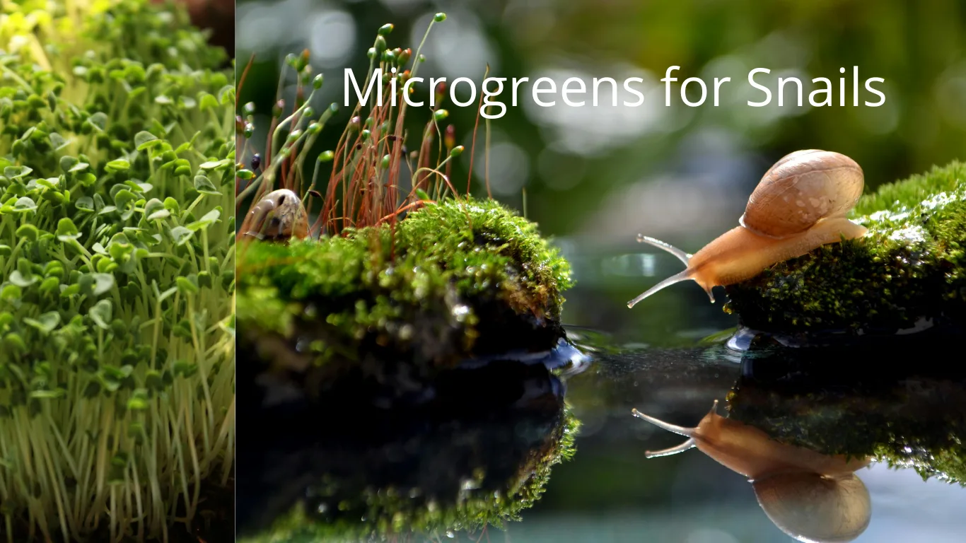 Banner headed "Microgreens for Snails": a dense tray of green shoots on the left, and a snail on a mossy bank reflected in still water on the right.