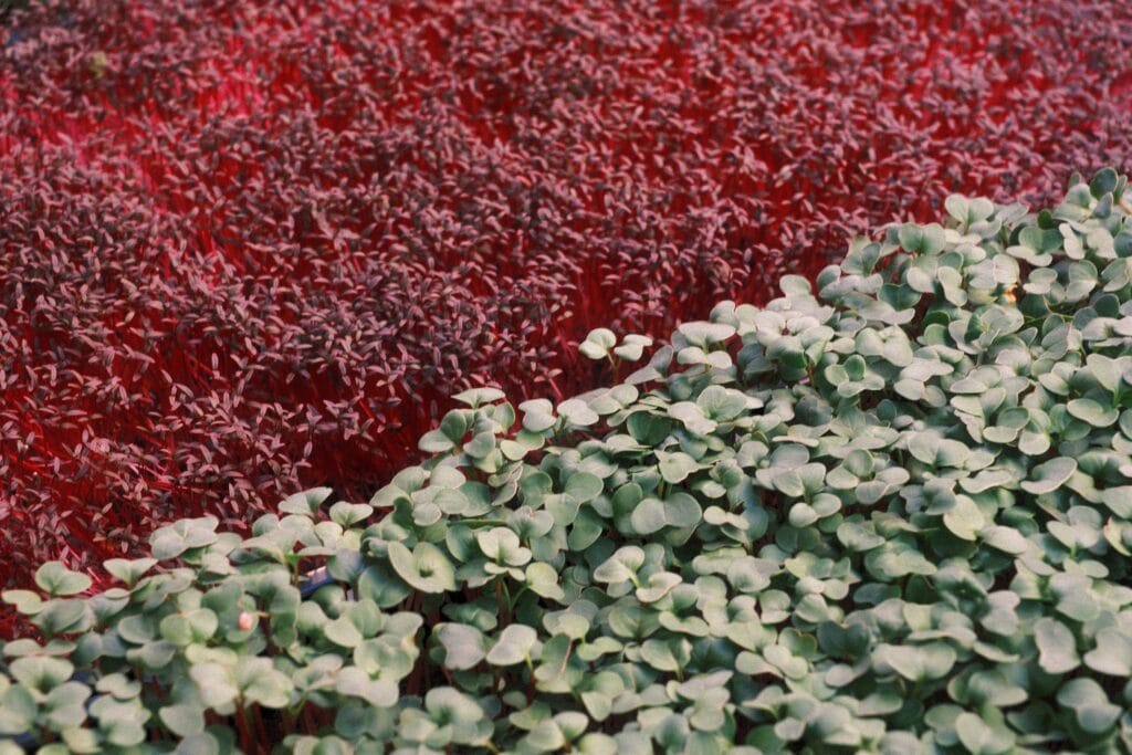 Microgreens VET cycle: amaranth and radish microgreens at the day seven to ten harvest window