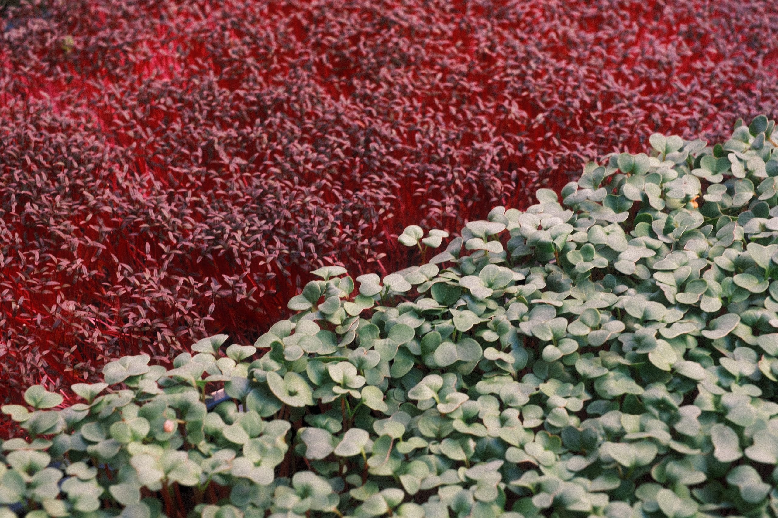 Deep crimson amaranth microgreens meeting blue-green radish microgreens along a diagonal.